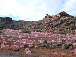 Brunsvigia bosmaniae by a western Karoo koppie